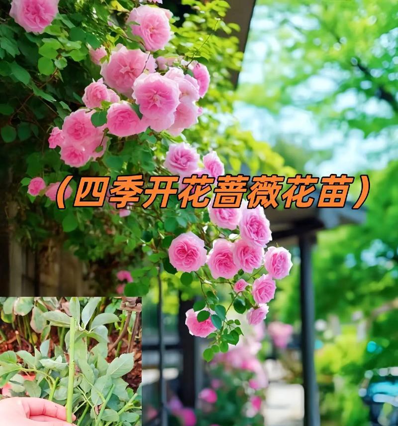 蔷薇和红玫瑰组合的花语代表什么？