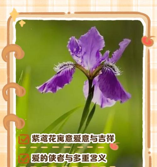 哪种花的花语象征着智慧？