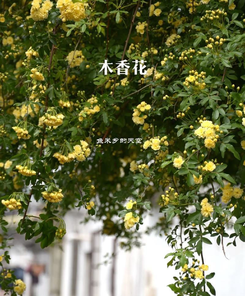 哪种花的花语象征着智慧？