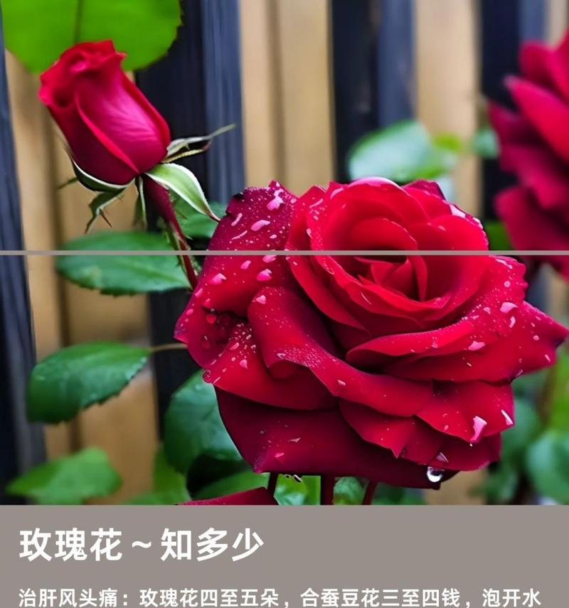 唯一的玫瑰花代表什么？它的花语有何深层含义？