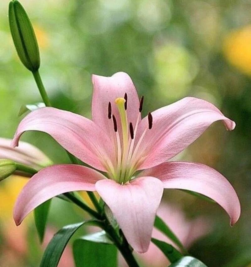 小甜甜百合的花语代表什么？
