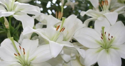 小甜甜百合的花语代表什么？