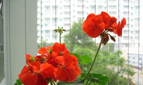 黄玫瑰与牵牛花的花语有何区别？各自代表什么？