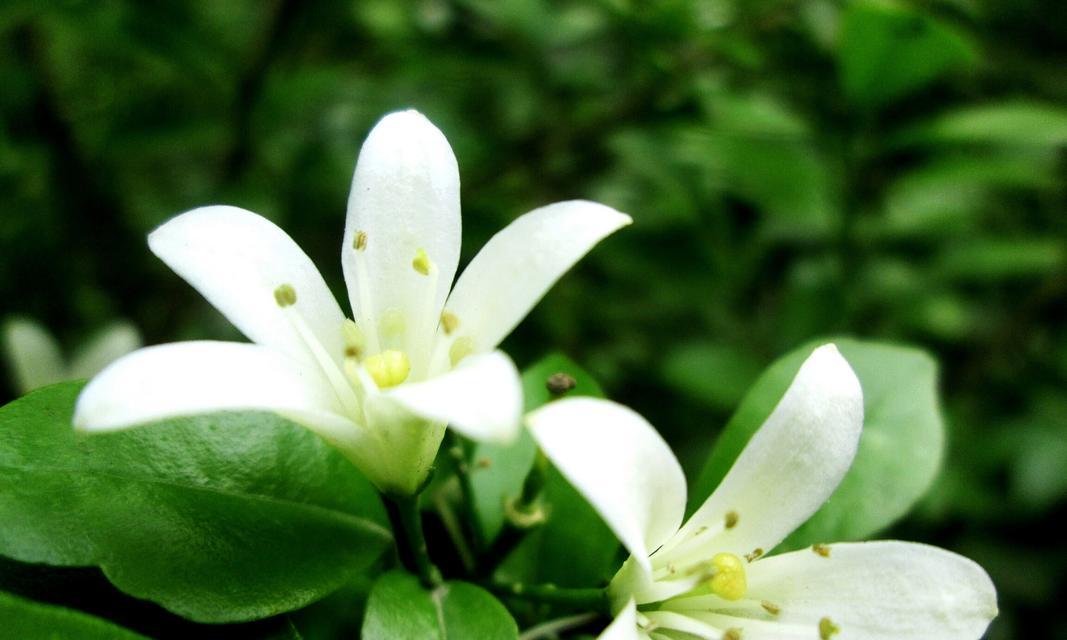 米兰花造型的花语代表什么？