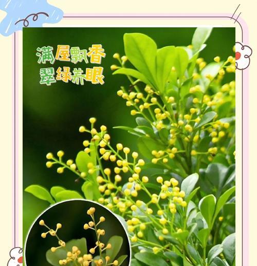 米兰花造型的花语代表什么？
