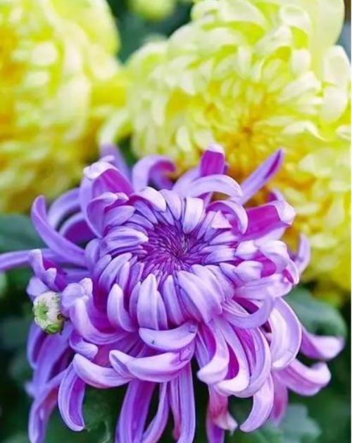 家乐花的寓意和花语是什么？它象征着什么？