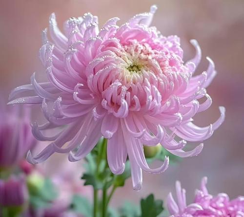 家乐花的寓意和花语是什么？它象征着什么？