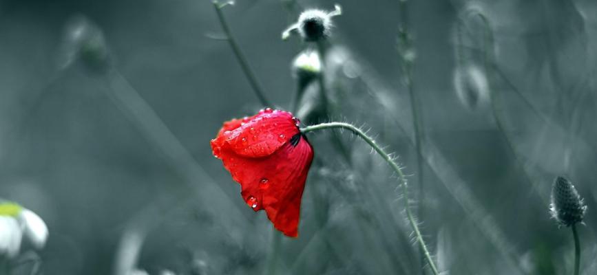 冰城离别的花语是什么？一别两宽的花语又是什么？