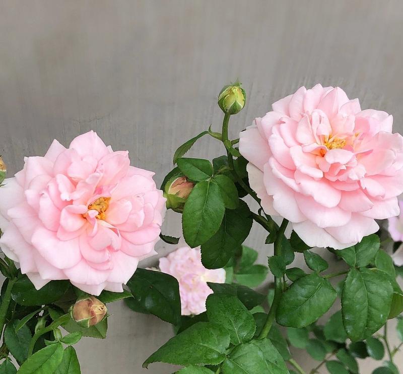 月季的新花语是什么？它有哪些新含义？