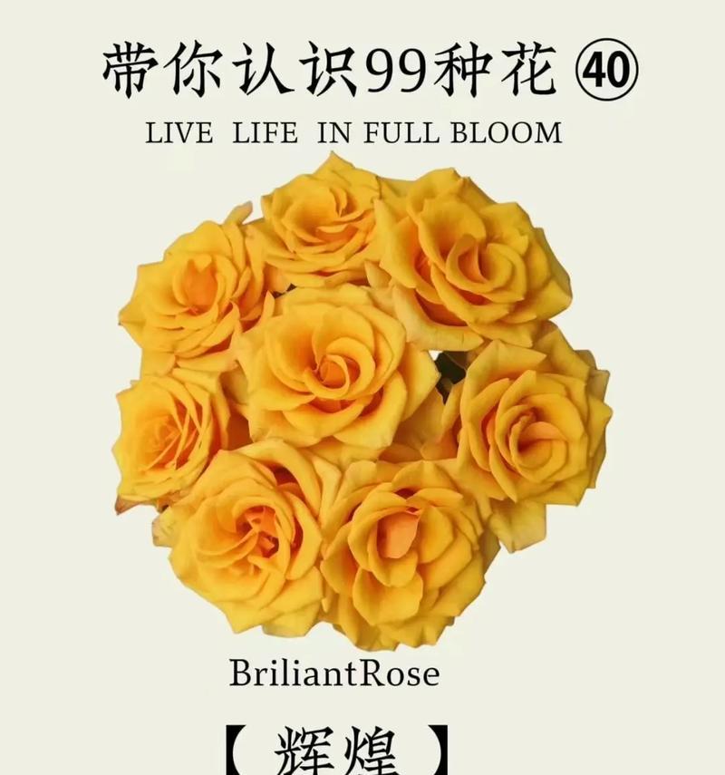 永恒的誓言花语有何深意？适合什么场合表达？