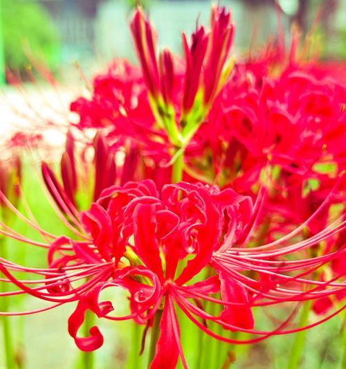 彼岸花的花语代表什么含义？