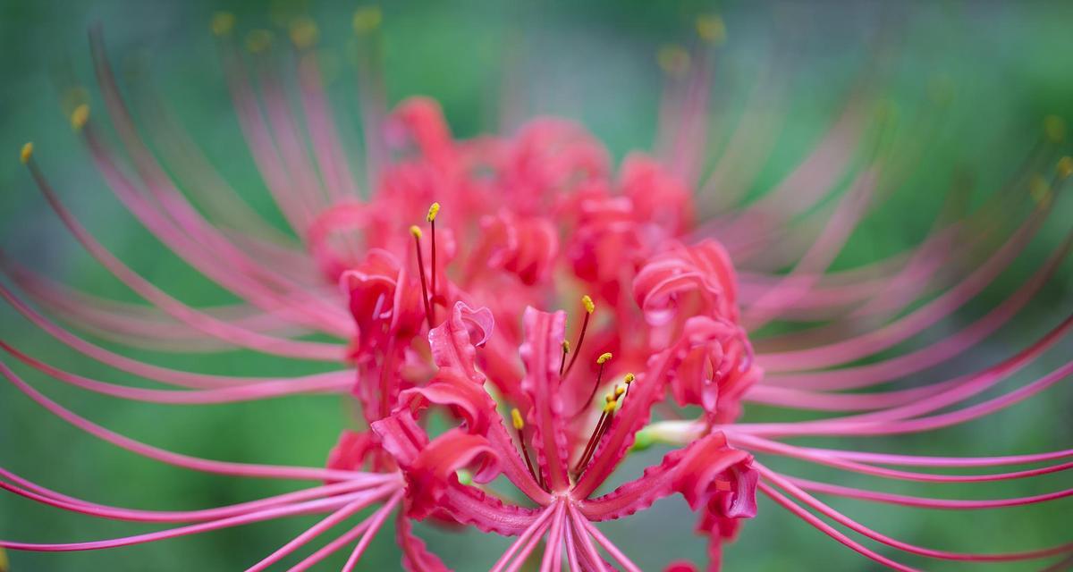 彼岸花的花语代表什么含义？