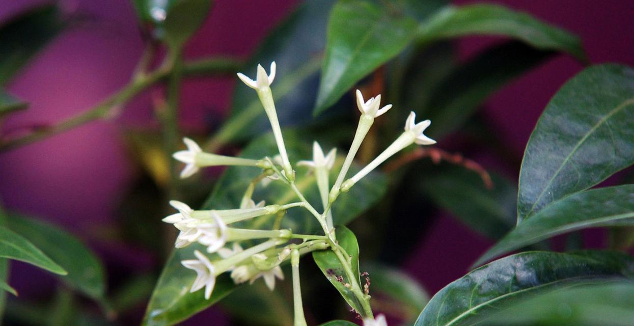 白色的夜来香花语有何特别之处？