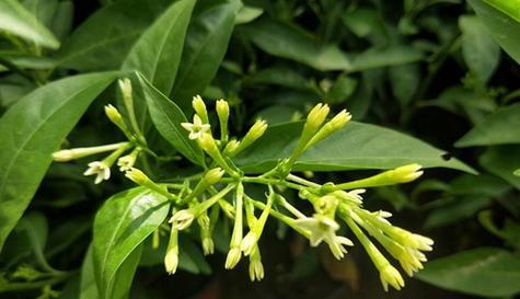 白色的夜来香花语有何特别之处？