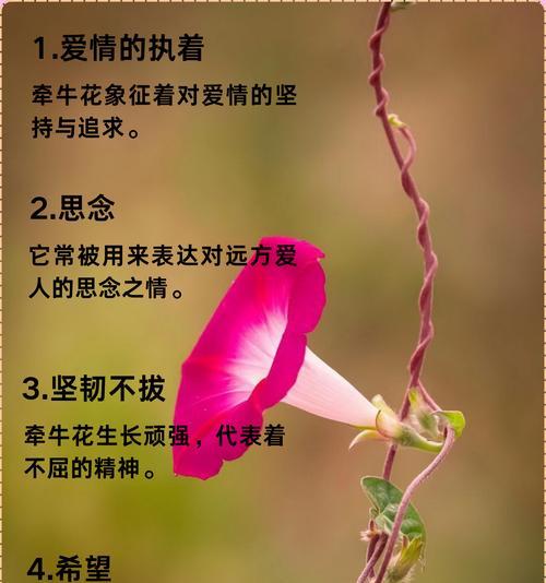 二月盛开的花有哪些及其花语？