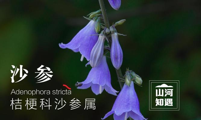 哪种花的花语代表孤独？它的象征意义是什么？