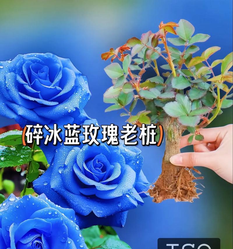 十三束碎冰蓝玫瑰花语是什么？碎冰蓝玫瑰代表了什么？