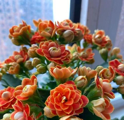 端午节种花有何特别含义？端午种花的寓意是什么？