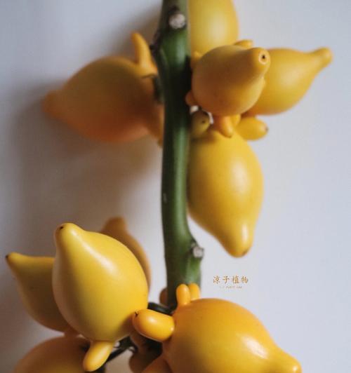 佛手绿植的花语代表什么？