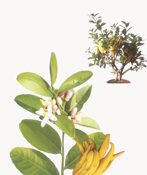 佛手绿植的花语代表什么？