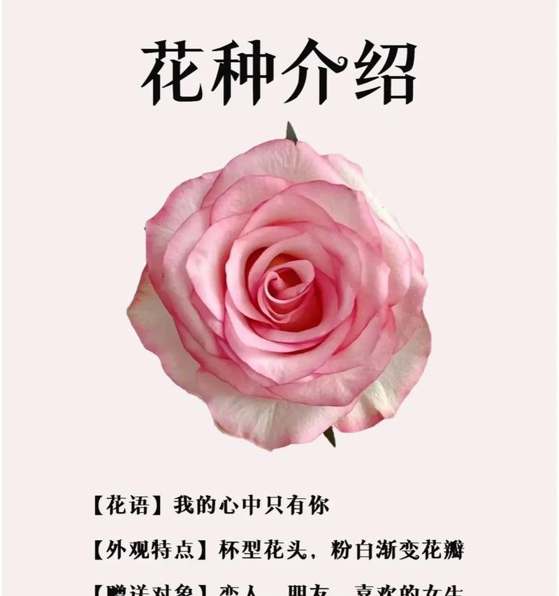 等不到的爱用哪种花语表达？它有何特别含义？