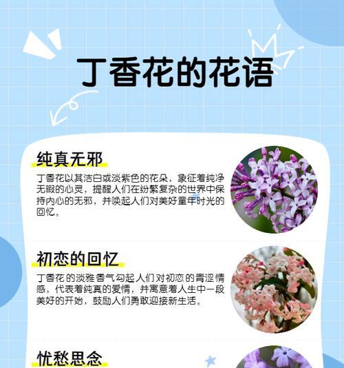 美好花语的含义是什么？