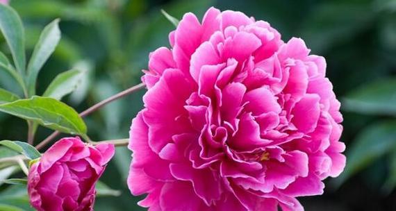 芍药的花语代表什么？