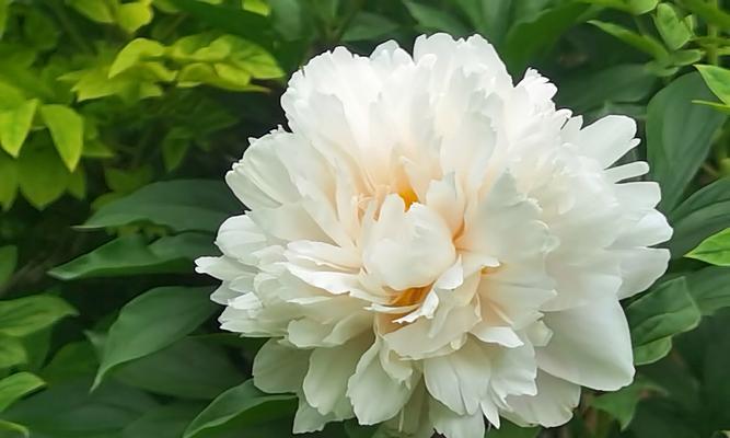 芍药的花语代表什么？