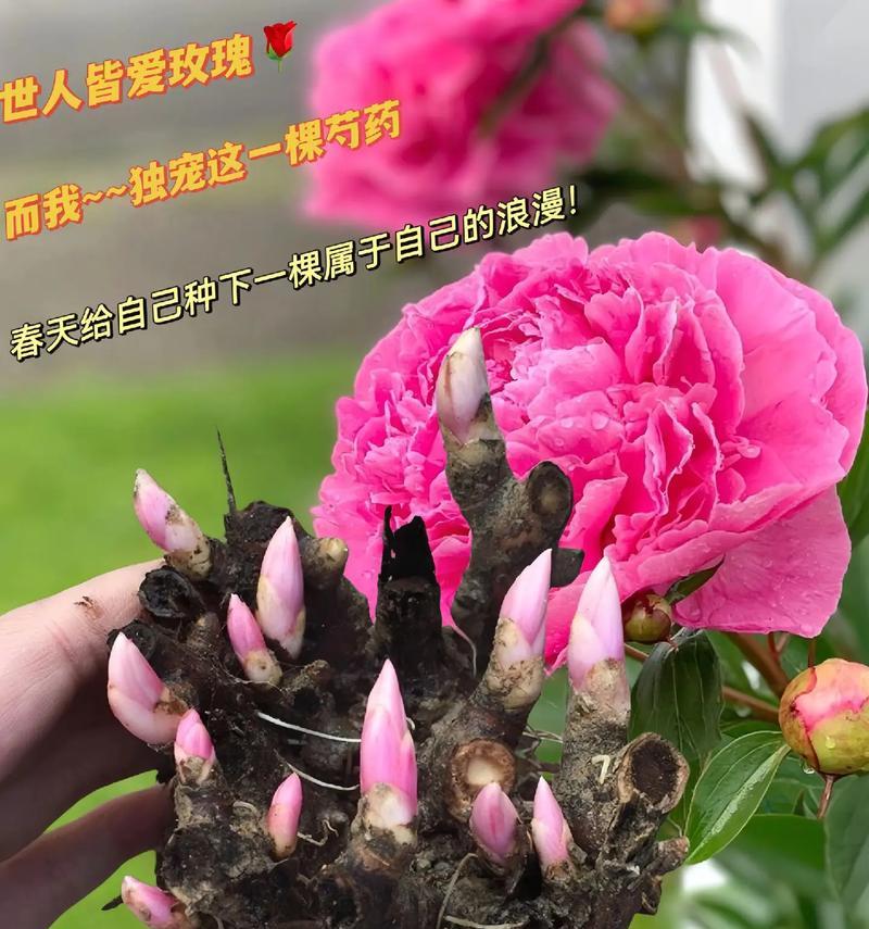 芍药的花语代表什么？