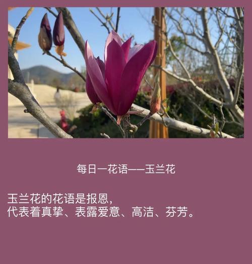 表达爱意的花语有哪些？