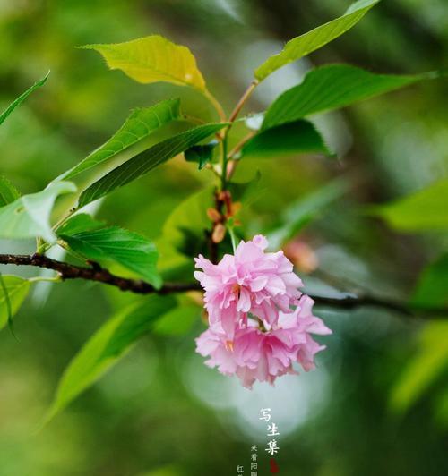 四季樱花的花语和寓意有何不同？