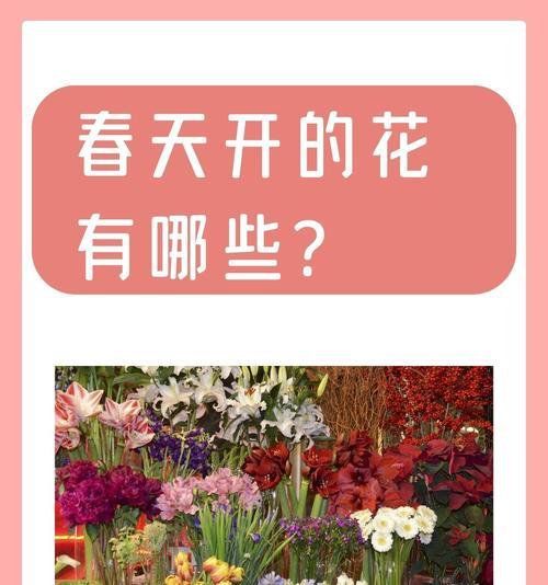 四季樱花的花语和寓意有何不同？