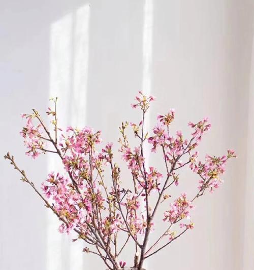樱花的花语代表了什么？