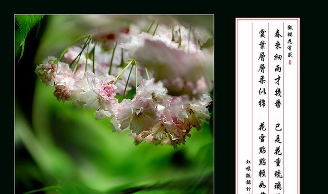 樱花的花语代表了什么？