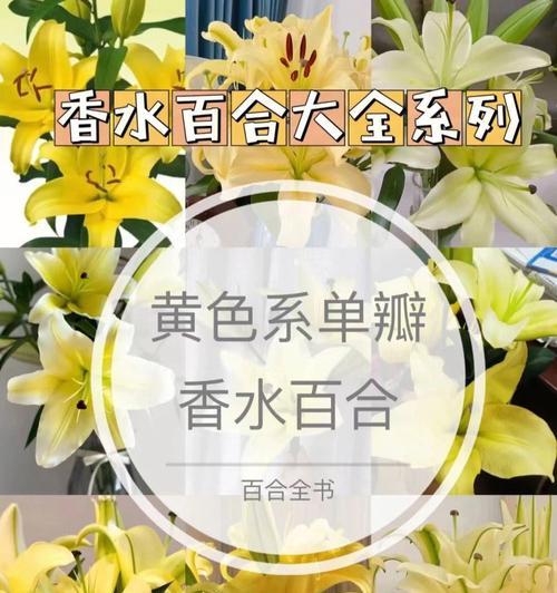 百合花的花语有哪些含义？