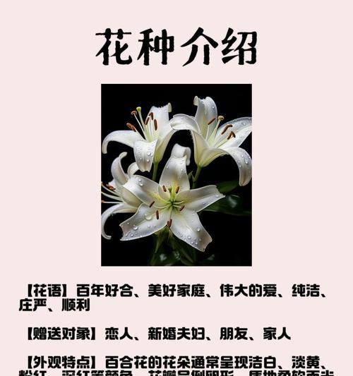 百合花的花语有哪些含义？