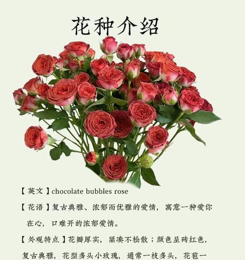 玫瑰花语代表了哪种情感？