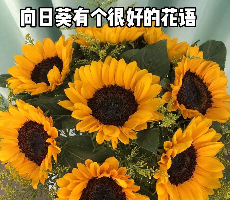 向日葵花语有哪些寓意？