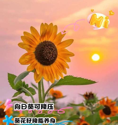 向日葵花语有哪些寓意？