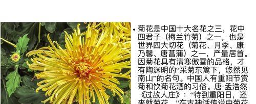 菊花的花语和寓意是什么？