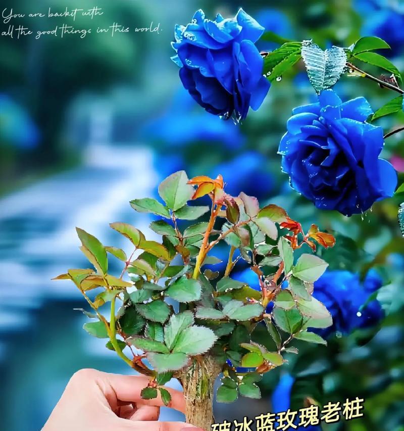 蓝玫瑰花语有何特别之处？