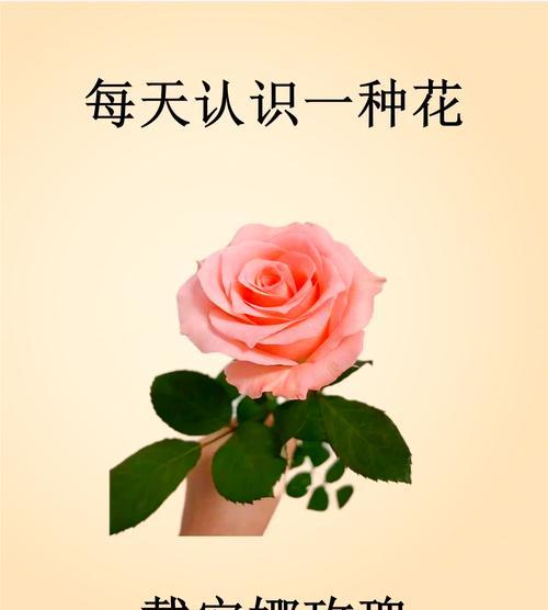 玫瑰花语代表什么含义？