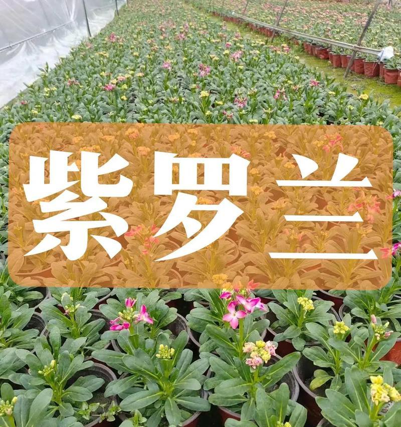 花卉的花语有哪些？如何根据场合选择花卉？