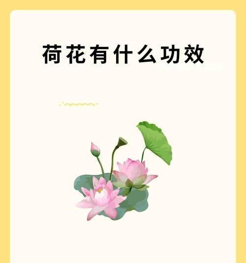 荷花的花语代表了什么？