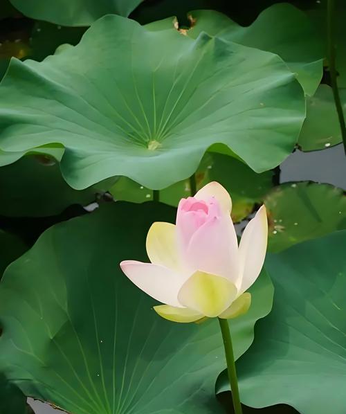 荷花的花语代表了什么？