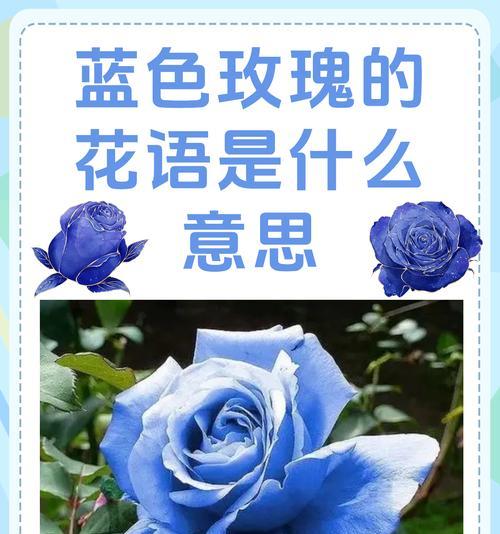 玫瑰花的花语有哪些含义？