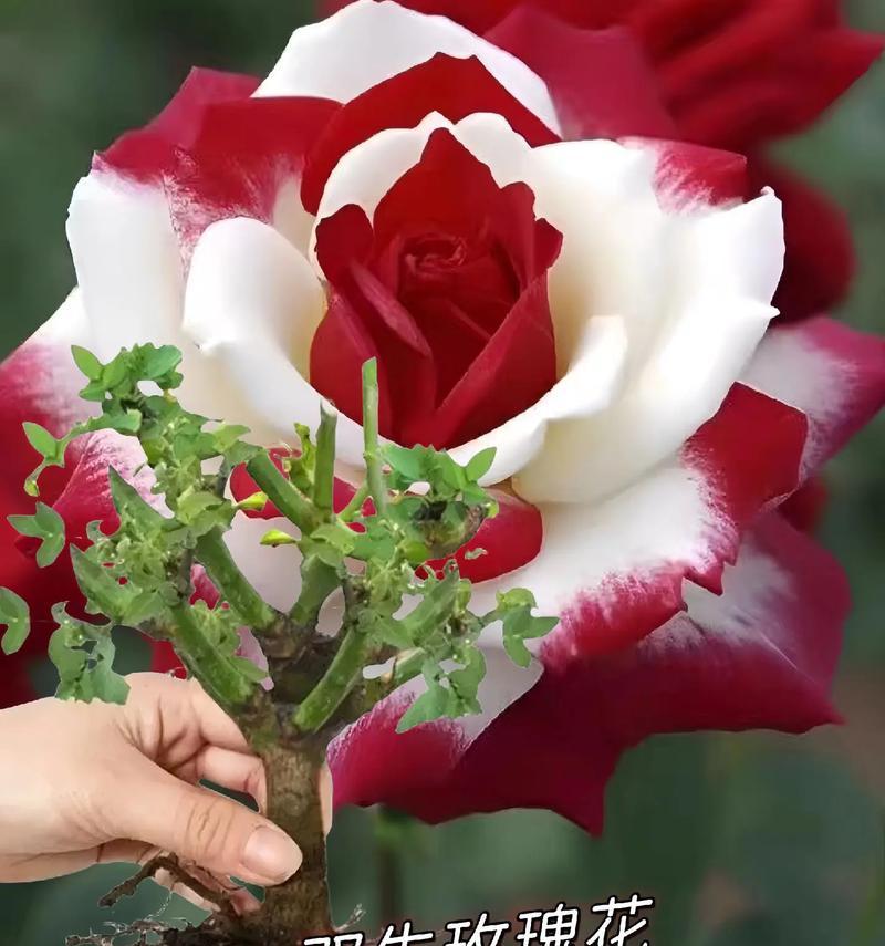玫瑰花的花语有哪些含义？