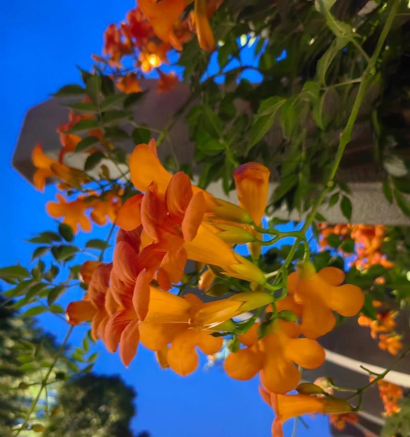 凌霄花的花语是什么？它寓意着什么？
