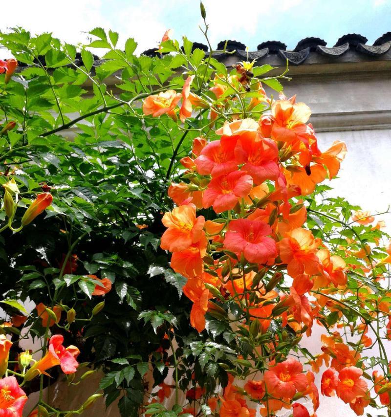 凌霄花的花语是什么？它寓意着什么？