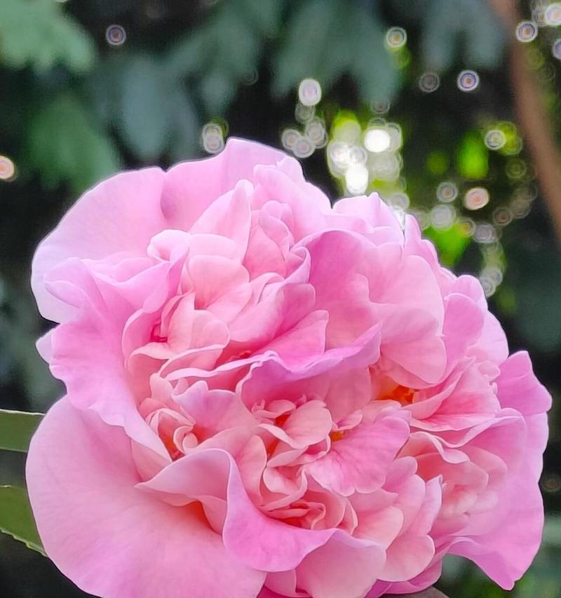 茶花的花语代表什么？